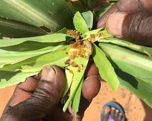 uploads/images/pest/chickpea armyworm.jpg